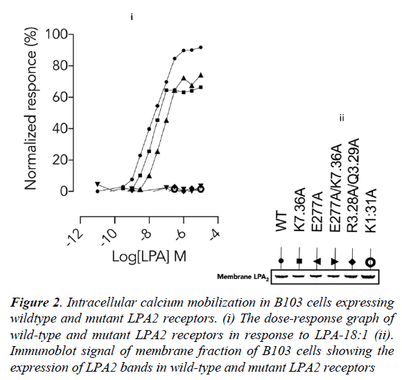 systems-biology-proteome-research-calcium-mobilization