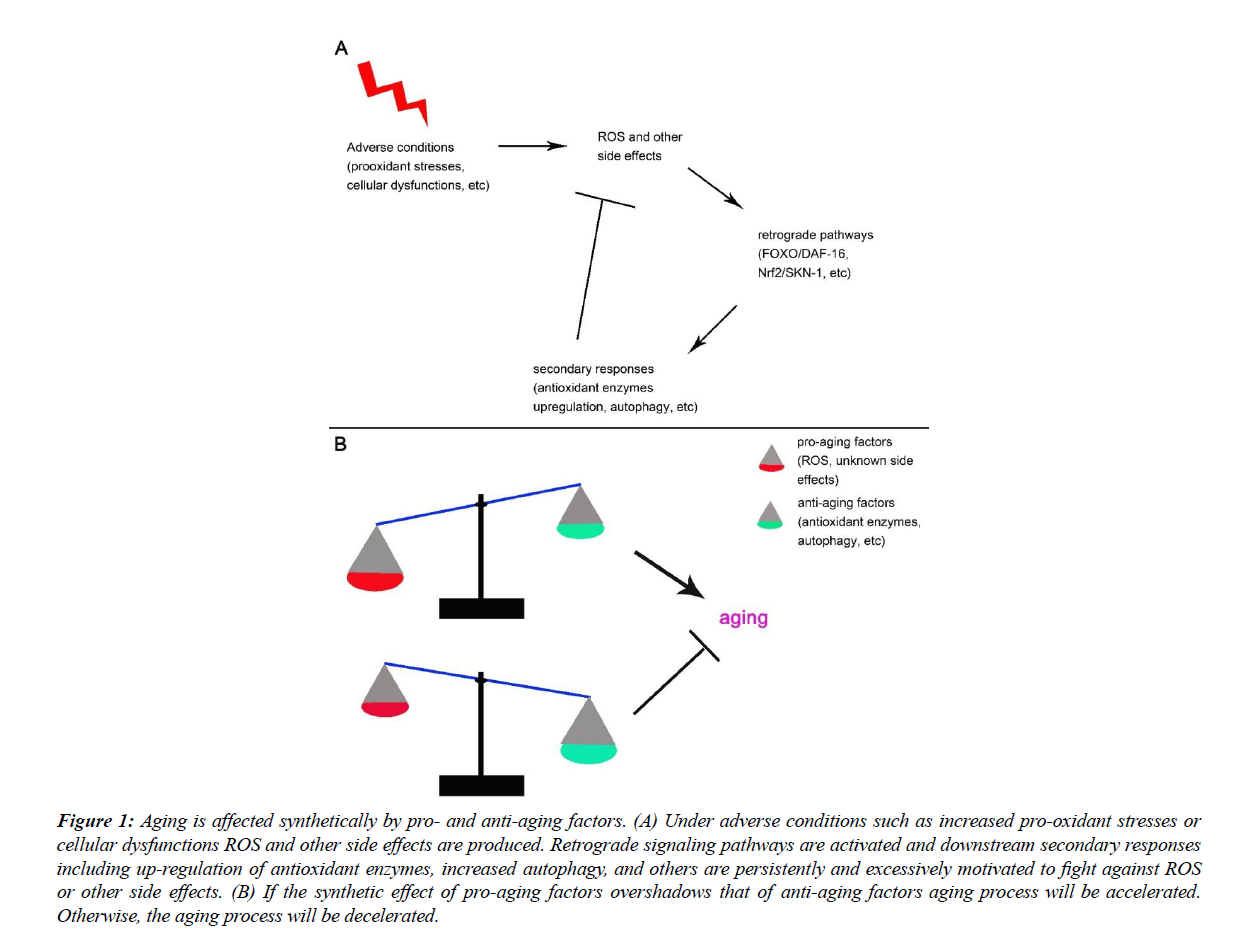 translational-research-anti-aging-factors