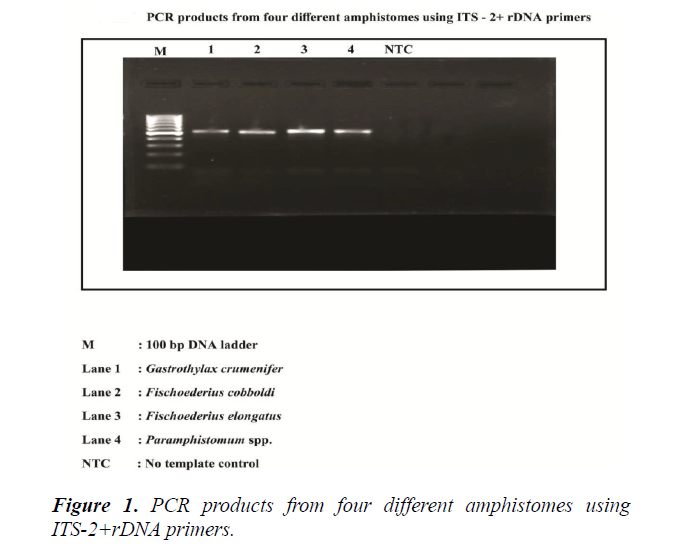 veterinary-medicine-amphistomes-using