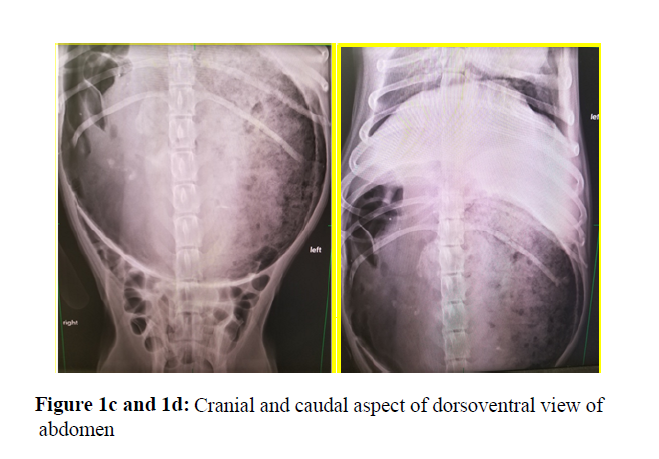 veterinary-medicine-dorsoventral-view