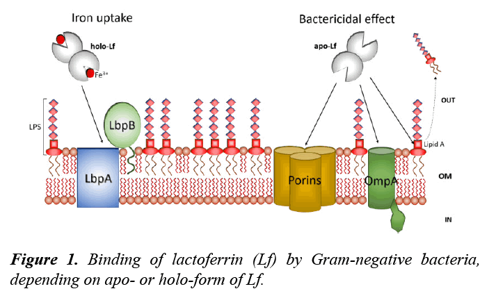 veterinary-medicine-gram-negative