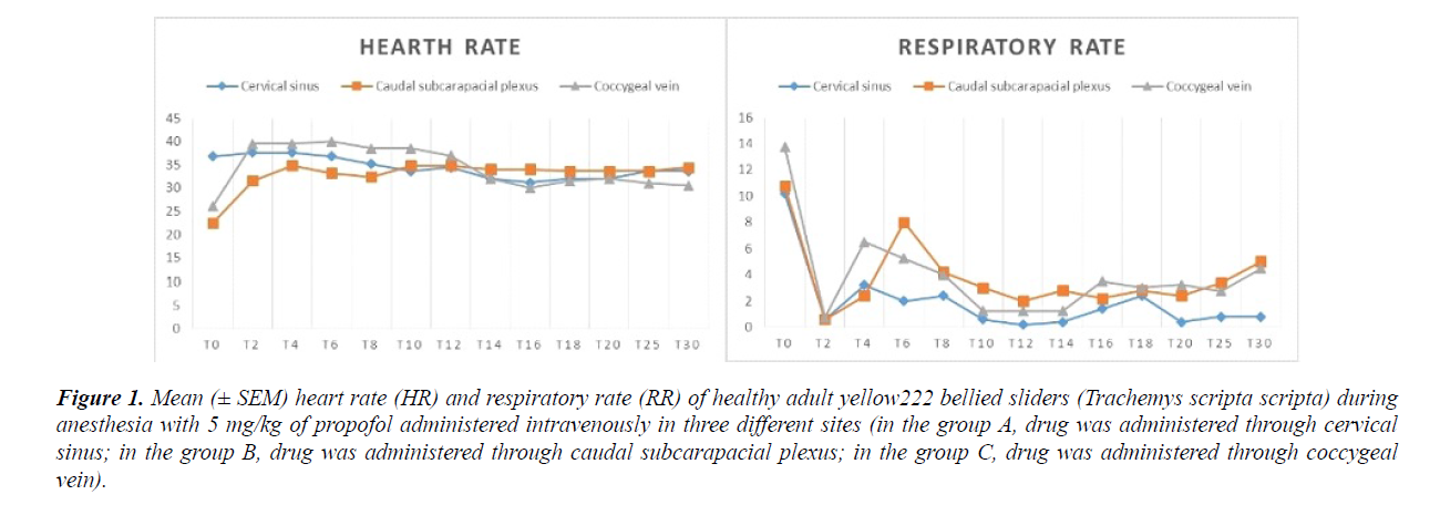 veterinary-medicine-respiratory-rate