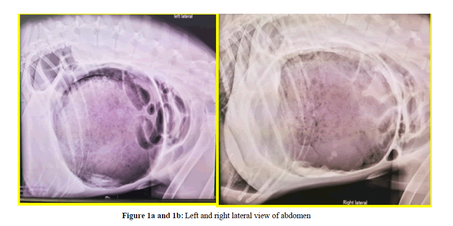 veterinary-medicine-right-lateral-view