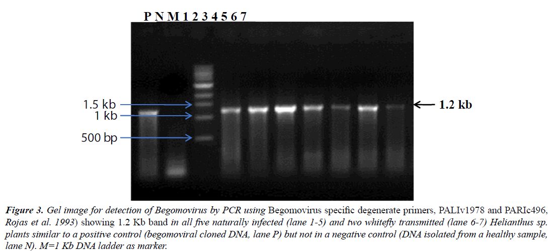 virology-research-Gel-image