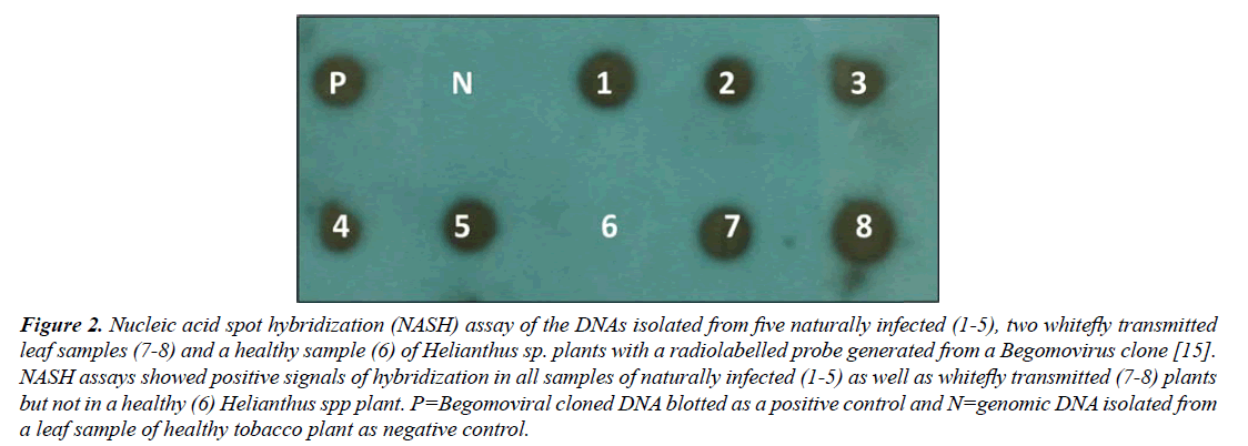 virology-research-Nucleic-acid