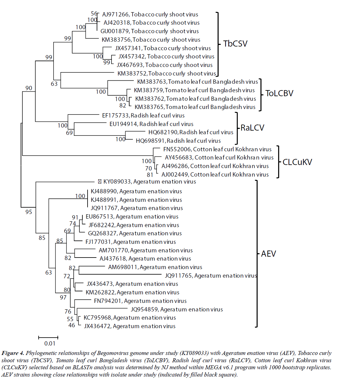 virology-research-Phylogenetic-relationships