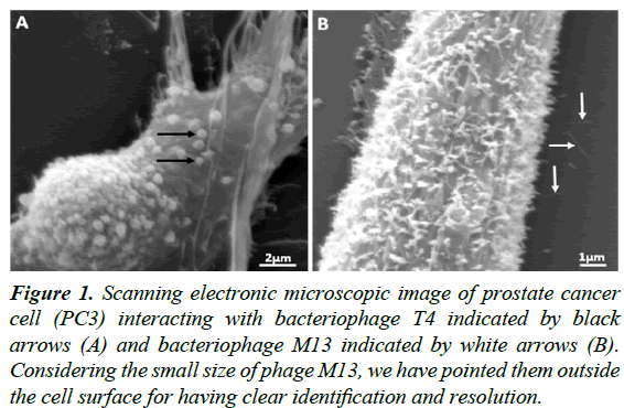 virology-research-Scanningel-ectronic