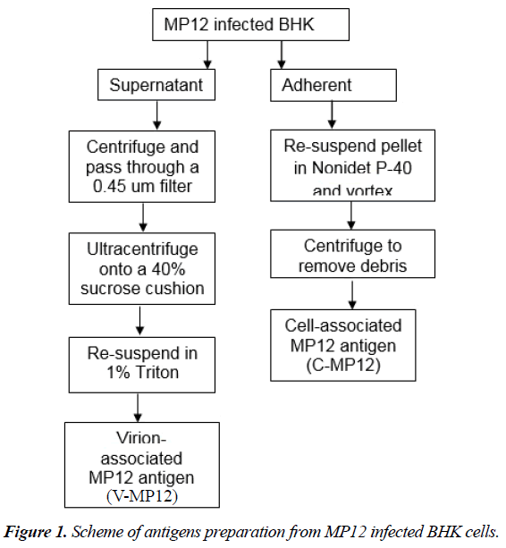 virology-research-antigens-preparation