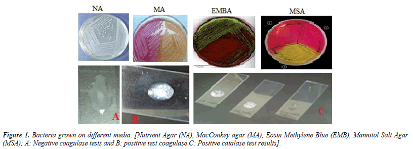 Comparative bacterial inhibition by bioactive extracts from Datura ...