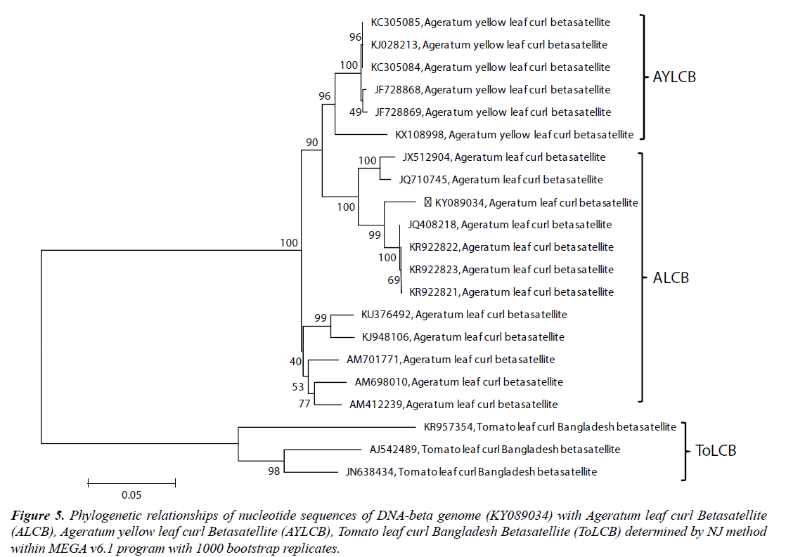 virology-research-nucleotide-sequences